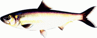 Dunai nagy hering - Caspialosa kessleri pontica Eichwald, 1838